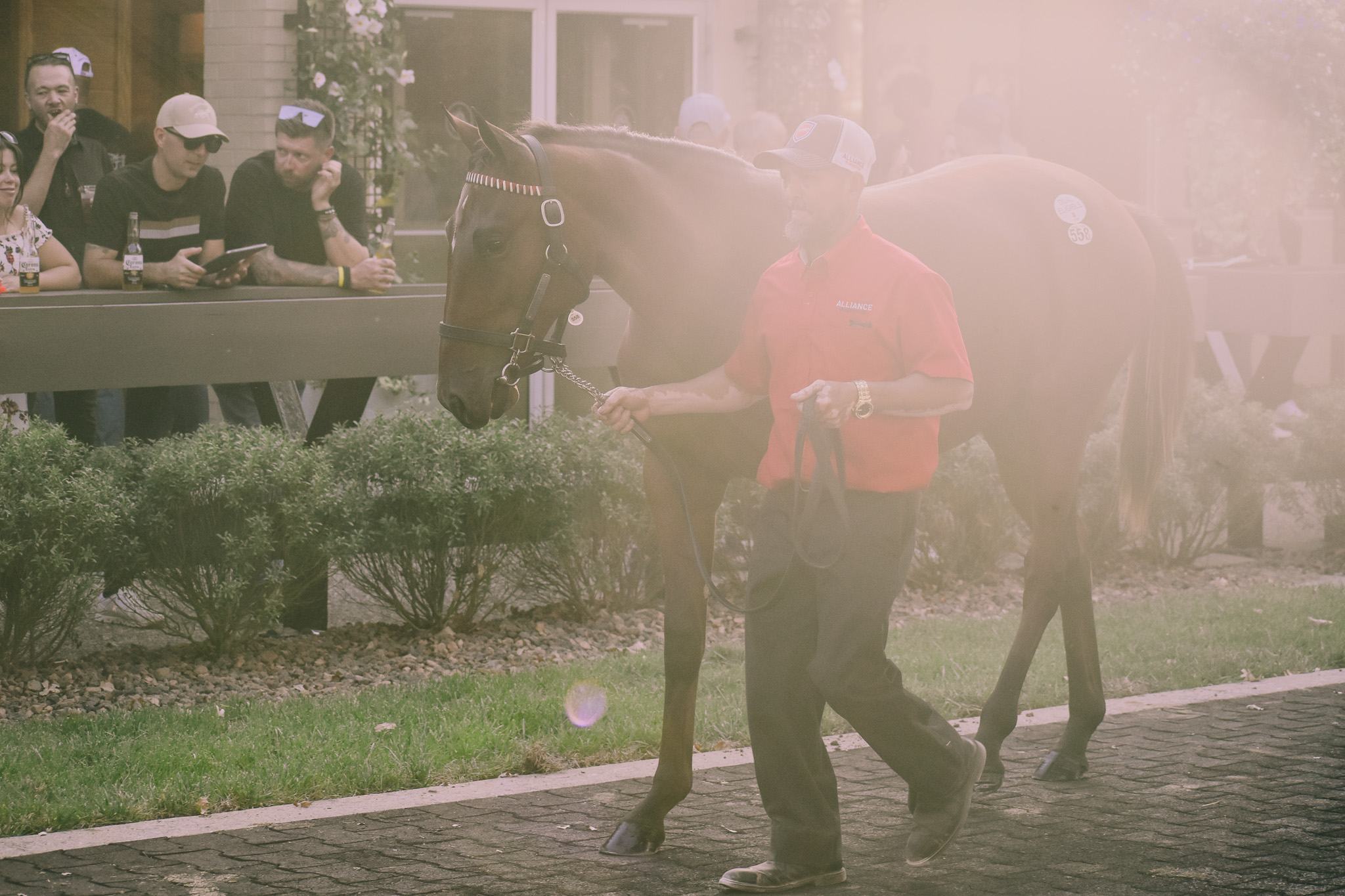 Alliance Bloodstock yearling at a sale